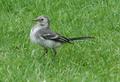 British Pied Wagtail