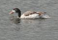 Shelduck