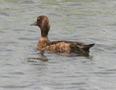 Tufted Duck