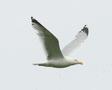 Herring Gull