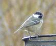 Coal Tit