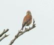 Linnet