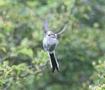 Long-tailed Tit