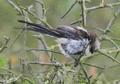 Long-tailed Tit