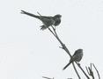 Long-tailed Tit