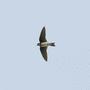 Sand Martin