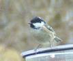 Coal Tit