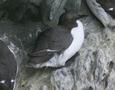 Common Guillemot