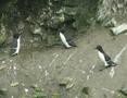 Razorbill