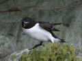 Razorbill