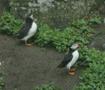 Atlantic Puffin