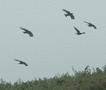 Red-billed Chough