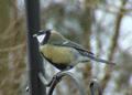 Great Tit