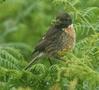 European Stonechat