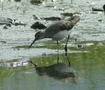 Green Sandpiper