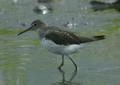 Green Sandpiper