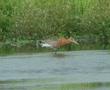 Black-tailed Godwit