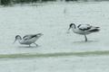 Pied Avocet