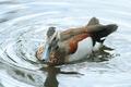 Ringed Teal