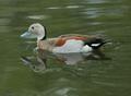 Ringed Teal