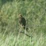 Eurasian Marsh Harrier