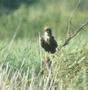 Eurasian Marsh Harrier