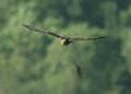 Eurasian Marsh Harrier