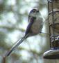 Long-tailed Tit