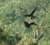 Eurasian Marsh Harrier