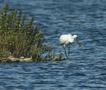 Common Spoonbill