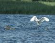 Common Spoonbill