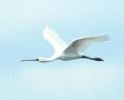 Common Spoonbill