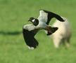 Lapwing