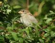 House Sparrow