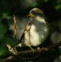 House Sparrow