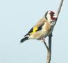 European Goldfinch