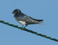 Barn Swallow