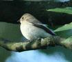 European Pied Flycatcher