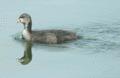 Common Coot