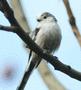 Long-tailed Tit