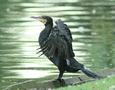 Great Cormorant