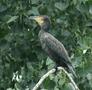 Great Cormorant