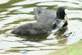 Common Coot