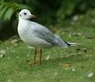 Black-headed Gull