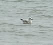 Black-headed Gull