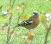 Chaffinch