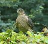 Eurasian Sparrowhawk