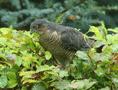 Eurasian Sparrowhawk