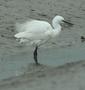 Little Egret