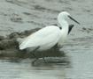 Little Egret